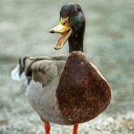 Duck quacking