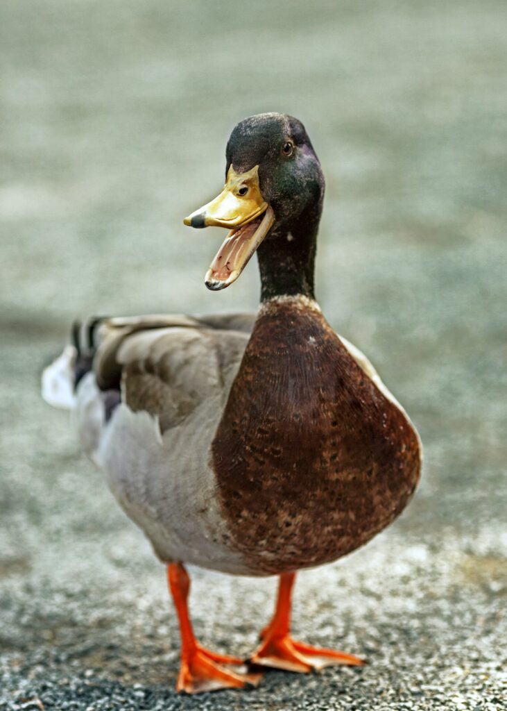 Duck quacking