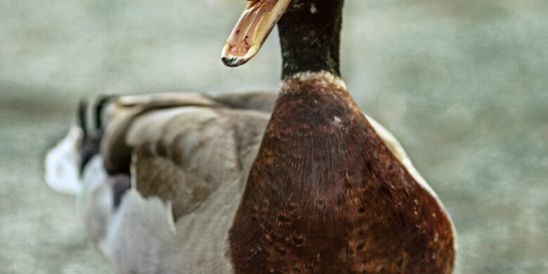 Duck quacking